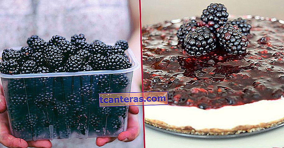 Una fruta que sorprende por sus beneficios desde el cáncer hasta los problemas intestinales: Blackberry