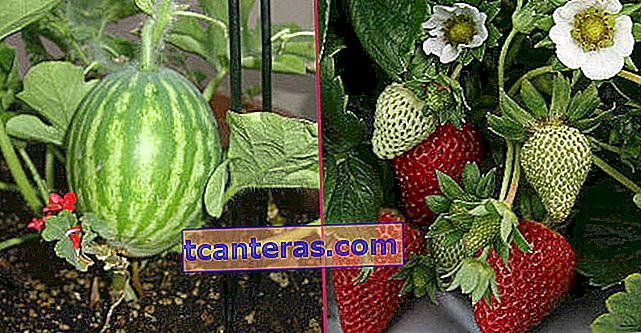 10 información amigable con la naturaleza que convertirá su balcón en jardines de frutas y verduras