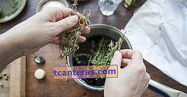 Лечебная специя с полезными свойствами чая и масла: тимьян