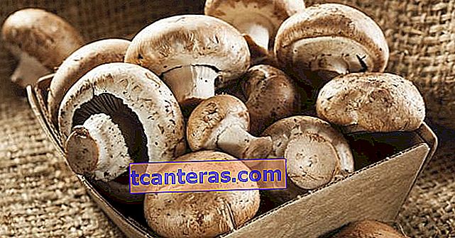 Знайте: які переваги грибів, як зберігати гриби?