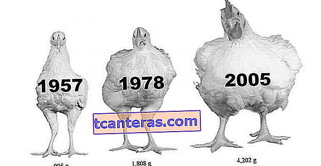 Обвинения, исследования и факты об антибиотиках, которые заставляют вас сказать: `` Я больше не покупаю курицу дома ''
