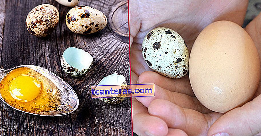Um sabor que esquece ovo de galinha com seus benefícios: ovo de codorna