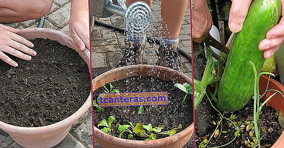 Засаждане на краставици в саксии: отглеждане на краставици стъпка по стъпка